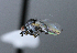  ( - BIOUG24648-H11)  @12 [ ] CreativeCommons - Attribution Non-Commercial Share-Alike (2015) Unspecified Lyman Museum, McGill University