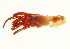  ( - AINV-102)  @11 [ ] CreativeCommons - Attribution (2012) CBG Photography Group Centre for Biodiversity Genomics