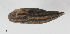  ( - AL-7296)  @11 [ ] Copyright (2018) Kruckenhauser L. Natural History Museum Vienna