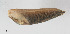  ( - AL-7296)  @11 [ ] Copyright (2018) Kruckenhauser L. Natural History Museum Vienna