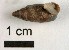  ( - AL-7323)  @11 [ ] Copyright (2018) Kruckenhauser L. Natural History Museum Vienna