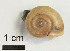  ( - AL-7327)  @11 [ ] Copyright (2018) Kruckenhauser L. Natural History Museum Vienna