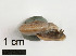  ( - AL-7329)  @11 [ ] Copyright (2018) Kruckenhauser L. Natural History Museum Vienna