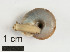  ( - AL-7329)  @11 [ ] Copyright (2018) Kruckenhauser L. Natural History Museum Vienna