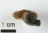  (Chilostoma achates - AL-7366)  @11 [ ] Copyright (2018) Kruckenhauser L. Natural History Museum Vienna