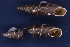  (Charpentieria stenzii - AL-7406)  @11 [ ] Copyright (2018) Kruckenhauser L. Natural History Museum Vienna