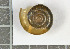  ( - AL-7409)  @11 [ ] Copyright (2018) Kruckenhauser L. Natural History Museum Vienna