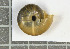  ( - AL-7409)  @11 [ ] Copyright (2018) Kruckenhauser L. Natural History Museum Vienna