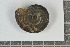  ( - AL-7421)  @11 [ ] Copyright (2018) Kruckenhauser L. Natural History Museum Vienna
