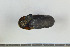  ( - AL-7421)  @11 [ ] Copyright (2018) Kruckenhauser L. Natural History Museum Vienna