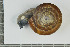  (Aegopis - AL-7455)  @11 [ ] Copyright (2018) Kruckenhauser L. Natural History Museum Vienna