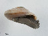  (Chilostoma ziegleri - AL-7485)  @11 [ ] Copyright (2018) Kruckenhauser L. Natural History Museum Vienna
