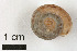  ( - AL-7502)  @11 [ ] Copyright (2018) Kruckenhauser L. Natural History Museum Vienna