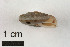  ( - AL-7502)  @11 [ ] Copyright (2018) Kruckenhauser L. Natural History Museum Vienna