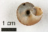 ( - AL-7502)  @11 [ ] Copyright (2018) Kruckenhauser L. Natural History Museum Vienna