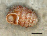  (Pagodulina sparsa - AL-7507)  @11 [ ] Copyright (2018) Kruckenhauser L. Natural History Museum Vienna