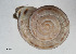  (Kosicia - AL-7530)  @11 [ ] Copyright (2018) Kruckenhauser L. Natural History Museum Vienna