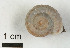  ( - AL-7567)  @11 [ ] Copyright (2018) Kruckenhauser L. Natural History Museum Vienna