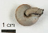  ( - AL-7567)  @11 [ ] Copyright (2018) Kruckenhauser L. Natural History Museum Vienna