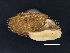  ( - AL-7853)  @11 [ ] Copyright (2018) Kruckenhauser L. Natural History Museum Vienna