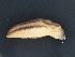  (Arion obesoductus - AL-8002)  @11 [ ] Copyright (2018) Kruckenhauser L. Natural History Museum Vienna