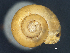  ( - AL-8069)  @11 [ ] Copyright (2018) Kruckenhauser L. Natural History Museum Vienna
