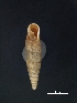  ( - Mollusca NHMW-74338_1)  @11 [ ] Copyright (2018) Kruckenhauser L. Natural History Museum Vienna