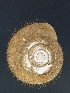  ( - Mollusca NHMW-74368_1)  @11 [ ] Copyright (2018) Kruckenhauser L. Natural History Museum Vienna