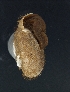  ( - Mollusca NHMW-74368_1)  @11 [ ] Copyright (2018) Kruckenhauser L. Natural History Museum Vienna