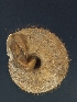  ( - Mollusca NHMW-74368_1)  @11 [ ] Copyright (2018) Kruckenhauser L. Natural History Museum Vienna