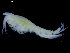  (Westwoodilla mulleri - UMBergen_NB_amph109)  @12 [ ] CreativeCommons - Attribution Non-Commercial Share-Alike (2014) University of Bergen University of Bergen, Natural History Collections