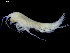  ( - UMBergen_NB_amph138)  @11 [ ] CreativeCommons - Attribution Non-Commercial Share-Alike (2014) University of Bergen University of Bergen, Natural History Collections