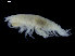  (Harpinia laevis - UMBergen_NB_amph147)  @11 [ ] CreativeCommons - Attribution Non-Commercial Share-Alike (2014) University of Bergen University of Bergen, Natural History Collections