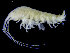  ( - UMBergen_NB_amph150)  @11 [ ] CreativeCommons - Attribution Non-Commercial Share-Alike (2014) University of Bergen University of Bergen, Natural History Collections