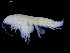  ( - UMBergen_NB_amph159)  @11 [ ] CreativeCommons - Attribution Non-Commercial Share-Alike (2014) University of Bergen University of Bergen, Natural History Collections