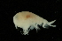  (Andaniexis lupus - UMBergen_NB_amp10)  @13 [ ] CreativeCommons - Attribution Non-Commercial Share-Alike (2012) Unspecified University of Bergen, Natural History Collections