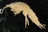  ( - UMBergen_NB_amp20)  @11 [ ] CreativeCommons - Attribution Non-Commercial Share-Alike (2012) Unspecified University of Bergen, Natural History Collections