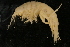  ( - UMBergen_NB_amp21)  @11 [ ] CreativeCommons - Attribution Non-Commercial Share-Alike (2012) Unspecified University of Bergen, Natural History Collections