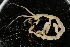  ( - UMBergen_NB_amp28)  @13 [ ] CreativeCommons - Attribution Non-Commercial Share-Alike (2012) Unspecified University of Bergen, Natural History Collections
