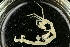  ( - UMBergen_NB_amp29)  @13 [ ] CreativeCommons - Attribution Non-Commercial Share-Alike (2012) Unspecified University of Bergen, Natural History Collections