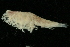  (Deflexilodes tesselatus - UMBergen_NB_amp32)  @11 [ ] CreativeCommons - Attribution Non-Commercial Share-Alike (2012) Unspecified University of Bergen, Natural History Collections