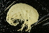  ( - UMBergen_NB_amp35)  @11 [ ] CreativeCommons - Attribution Non-Commercial Share-Alike (2012) Unspecified University of Bergen, Natural History Collections