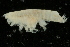  ( - UMBergen_NB_amp39)  @11 [ ] CreativeCommons - Attribution Non-Commercial Share-Alike (2012) Unspecified University of Bergen, Natural History Collections