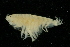  (Paraphoxus - UMBergen_NB_amp61)  @13 [ ] CreativeCommons - Attribution Non-Commercial Share-Alike (2012) Unspecified University of Bergen, Natural History Collections