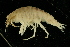  ( - UMBergen_NB_amp66)  @11 [ ] CreativeCommons - Attribution Non-Commercial Share-Alike (2012) Unspecified University of Bergen, Natural History Collections