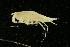  ( - UMBergen_NB_amp82)  @11 [ ] CreativeCommons - Attribution Non-Commercial Share-Alike (2012) Unspecified University of Bergen, Natural History Collections