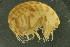 ( - UMBergen_NB_amp84)  @11 [ ] CreativeCommons - Attribution Non-Commercial Share-Alike (2012) Unspecified University of Bergen, Natural History Collections
