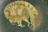  ( - UMBergen_NB_amp85)  @11 [ ] CreativeCommons - Attribution Non-Commercial Share-Alike (2012) Unspecified University of Bergen, Natural History Collections