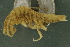  (Unciola - UMBergen_NB_amp93)  @13 [ ] CreativeCommons - Attribution Non-Commercial Share-Alike (2012) Unspecified University of Bergen, Natural History Collections