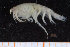  ( - UMBergen_NB_amph188)  @11 [ ] CreativeCommons - Attribution Non-Commercial Share-Alike (2014) University of Bergen University of Bergen, Natural History Collections